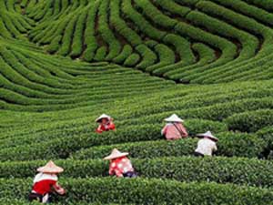 Dragon Well Tea Fields